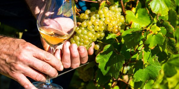 dégustation de vin blanc dans les vignes